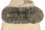 Reedops Trilobite - Lghaft , Morocco #186747-2